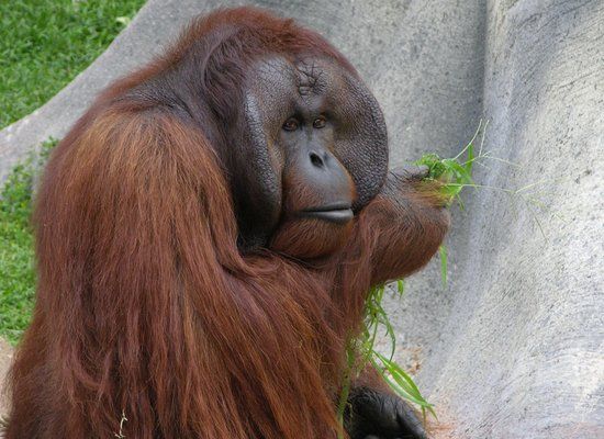 The Jackson Zoological Park